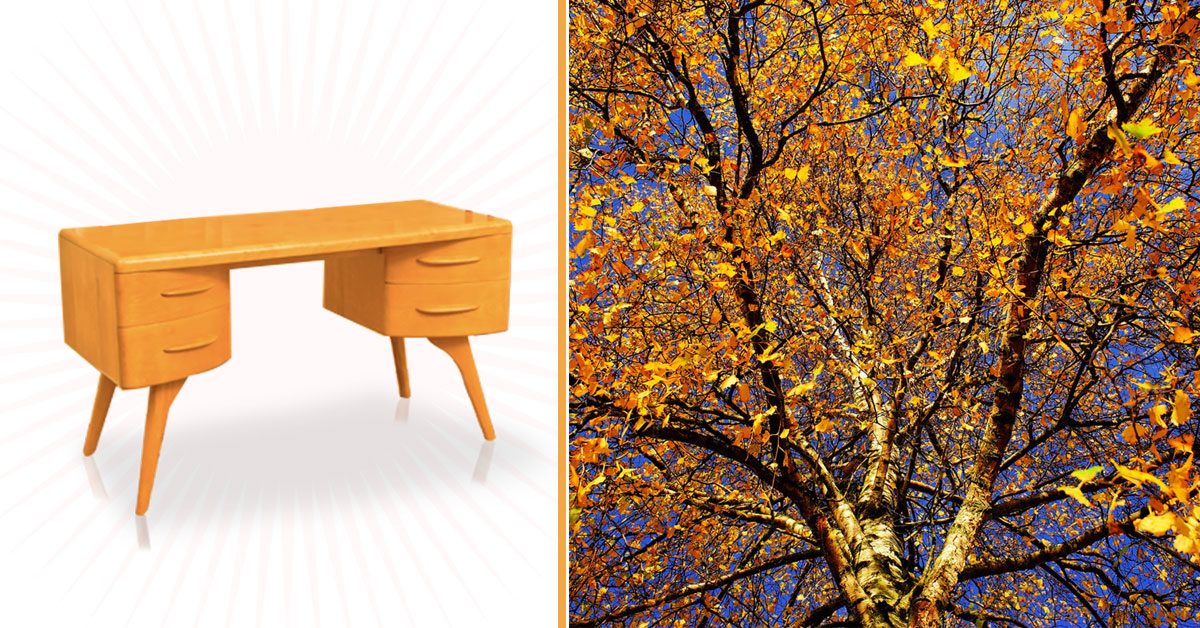 2017_10_About-Northern-Yellow-Birch,-Heywood-Wakefields-Lumber-of-Choice-1200x628